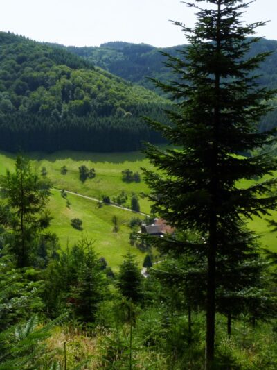 BG - Selva Negra - ESP