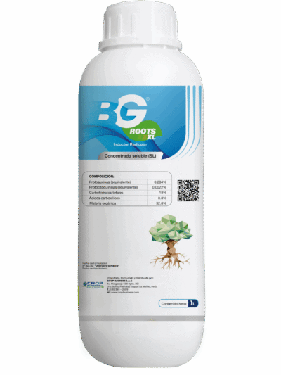 BG - Root - ENG