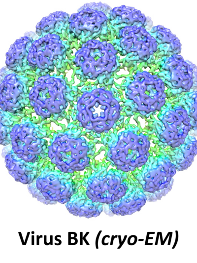 BG - Virus - EN