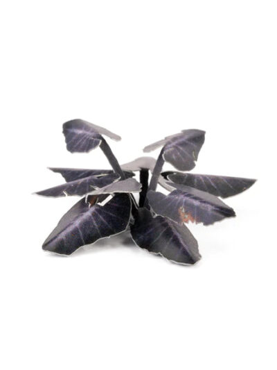 GG - Laser Plants: Black Magic Taro