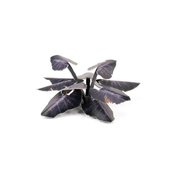 GG - Laser Plants: Black Magic Taro
