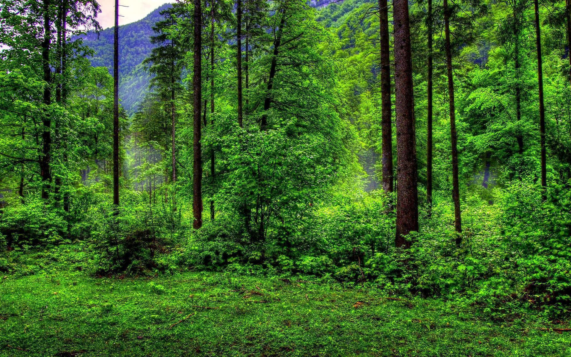 BG - Floresta - Eng