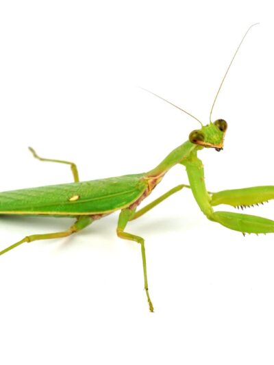 BG - Mantis - EN