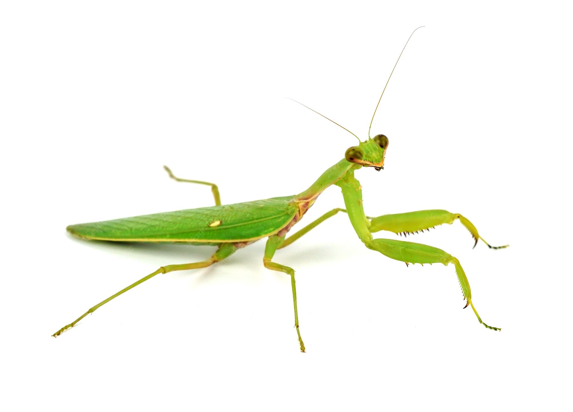 BG - Mantis - EN