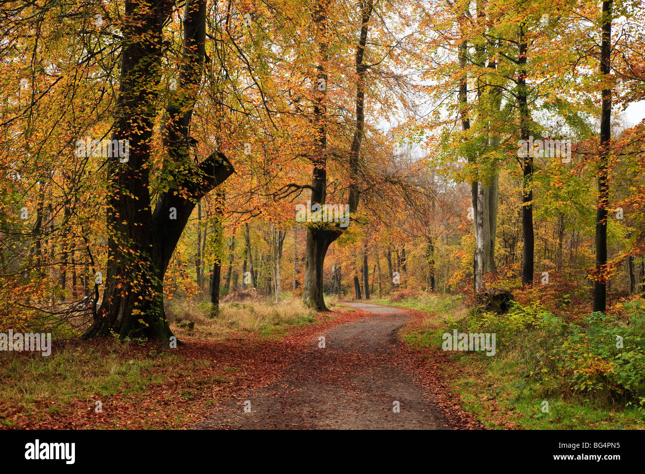 BG - Savernake Forest - ES