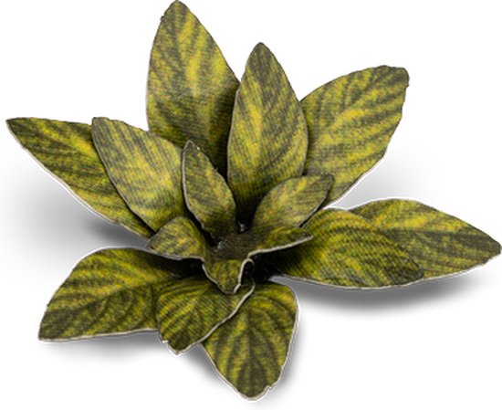 GG - Laser Plants: Dumb Cane